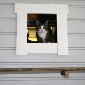 Täysihoito kissalle