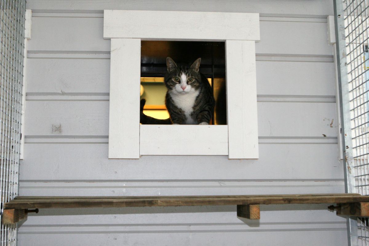 Täysihoito kissalle